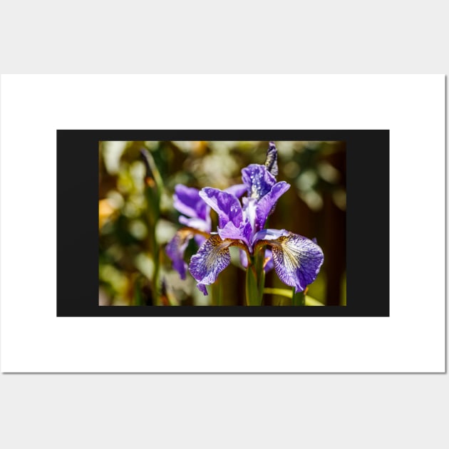 Blue Siberian Iris Wall Art by blossomcophoto